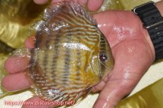 画像2: 【ワイルドディスカス】【通販】ヤムンダロイヤル　ヤングスター【個体販売】11-12cm（生体）ヤムンダ産 (2)