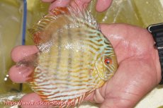 画像2: 【ワイルドディスカス】【通販】ヤムンダロイヤル　ヤングスター【個体販売】11-12cm（生体）ヤムンダ産 (2)