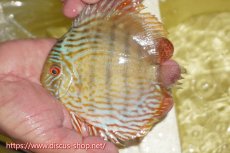 画像5: 【30周年記念セール対象個体】【ワイルドディスカス】【通販】ヤムンダロイヤル　ヤングスター【個体販売】11-12cm（生体）ヤムンダ産 (5)