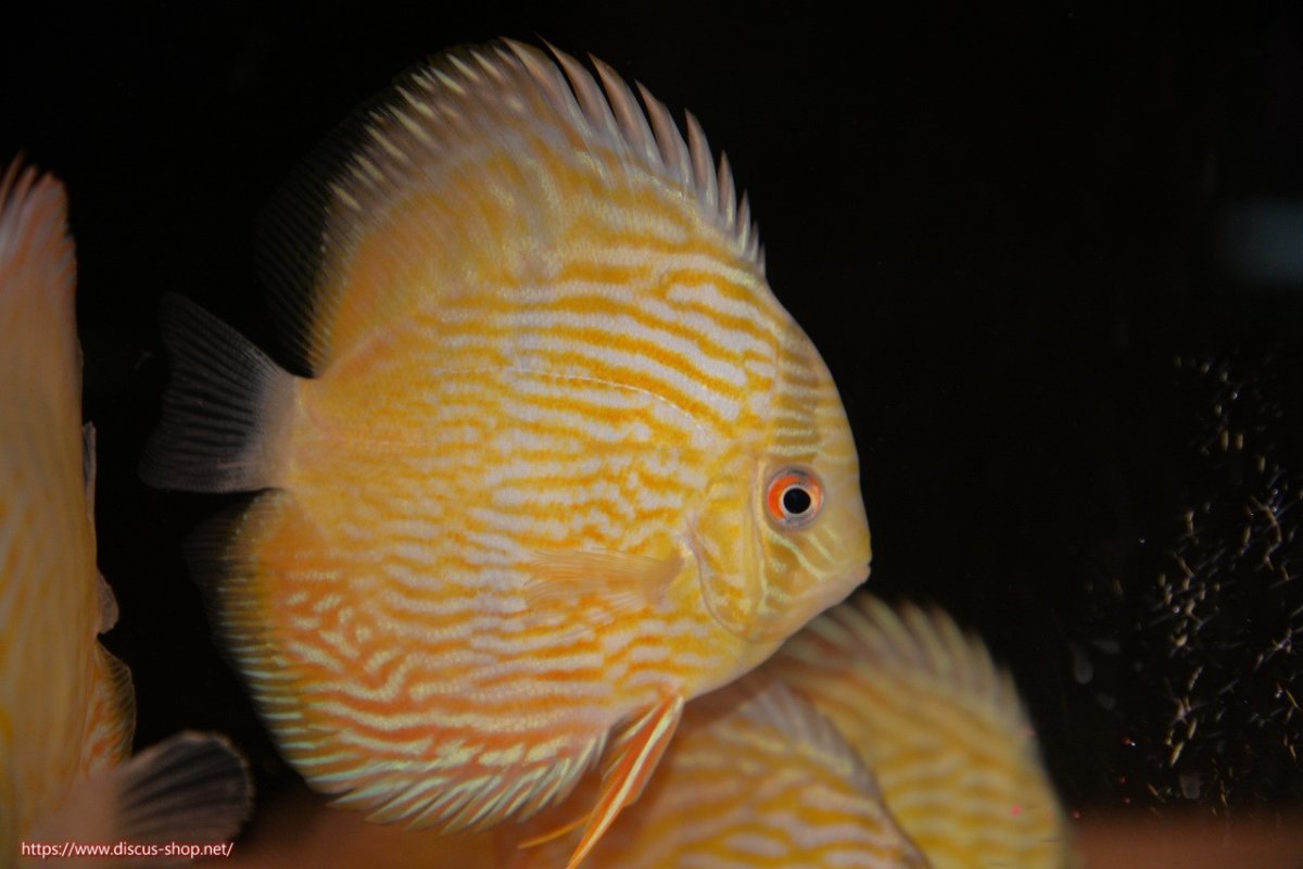 画像1: 【30周年記念セール対象個体】【ワイルドディスカス】【通販】ヤムンダロイヤル　ヤングスター【個体販売】11-12cm（生体）ヤムンダ産 (1)