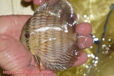 画像1: 【ワイルドディスカス】【通販】ヤムンダロイヤル　ヤングスター【個体販売】11-12cm（生体）ヤムンダ産 (1)