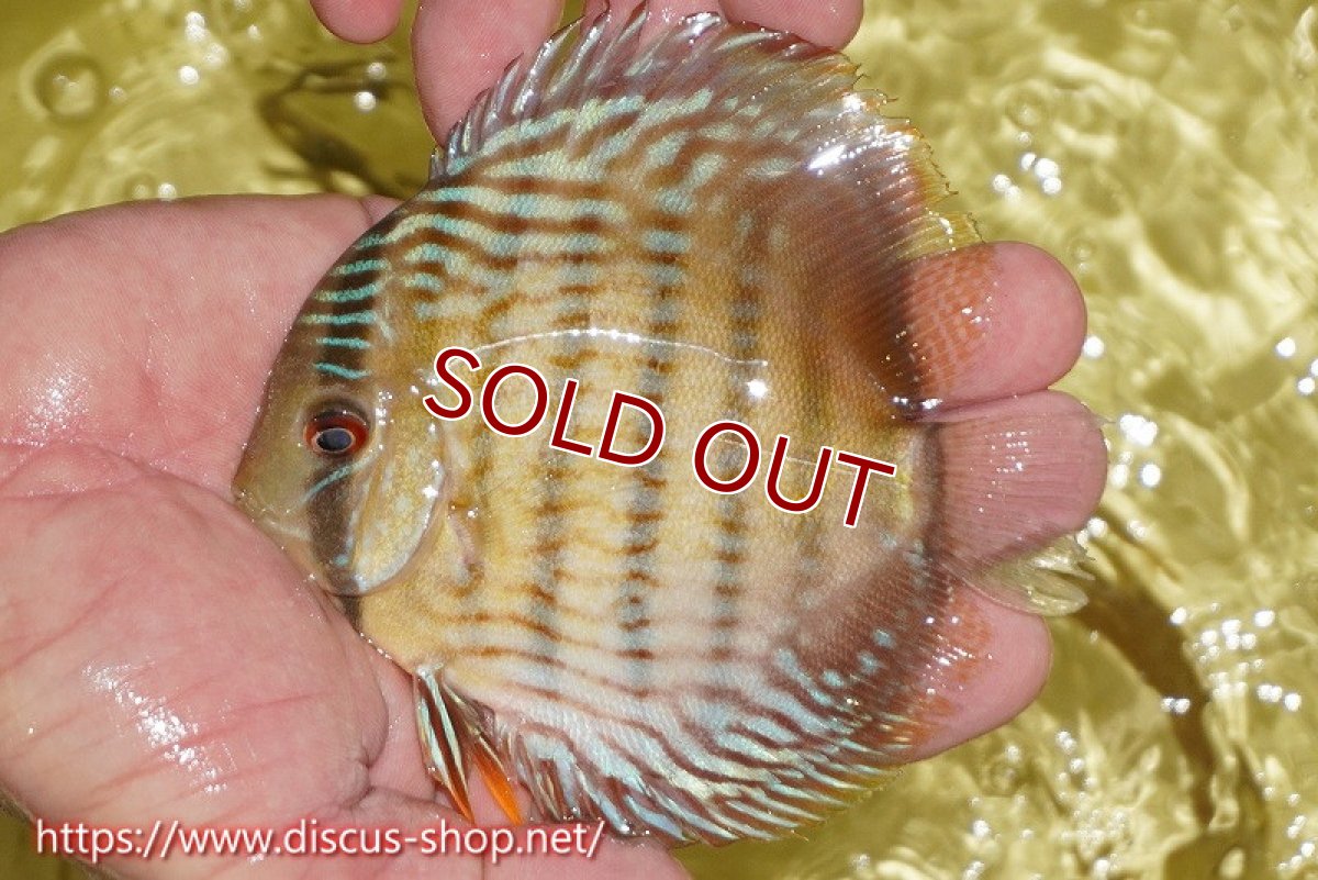 画像1: 【ワイルドディスカス】【通販】ヤムンダロイヤル　ヤングスター【個体販売】11-12cm（生体）ヤムンダ産 (1)