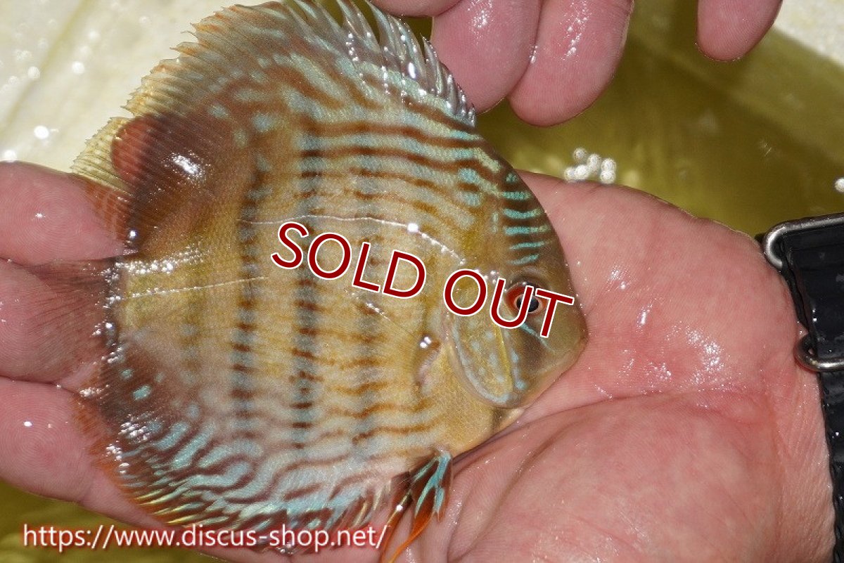 画像2: 【ワイルドディスカス】【通販】ヤムンダロイヤル　ヤングスター【個体販売】11-12cm（生体）ヤムンダ産 (2)