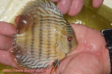 画像2: 【ワイルドディスカス】【通販】ヤムンダロイヤル　ヤングスター【個体販売】11-12cm（生体）ヤムンダ産 (2)