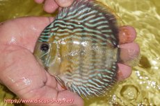 画像1: 【ワイルドディスカス】【通販】ヤムンダロイヤル　ヤングスター【個体販売】11-12cm（生体）ヤムンダ産 (1)