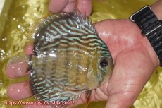 画像2: 【ワイルドディスカス】【通販】ヤムンダロイヤル　ヤングスター【個体販売】11-12cm（生体）ヤムンダ産 (2)