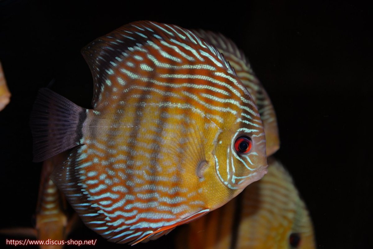 画像1: 【30周年記念セール対象個体】【ワイルドディスカス】【通販】ヤムンダロイヤル　ヤングスター【個体販売】11-12cm（生体）ヤムンダ産 (1)