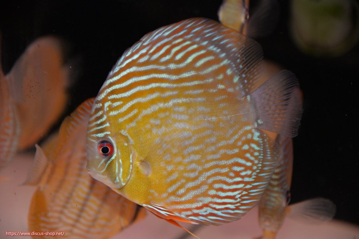 画像2: 【30周年記念セール対象個体】【ワイルドディスカス】【通販】ヤムンダロイヤル　ヤングスター【個体販売】11-12cm（生体）ヤムンダ産 (2)