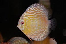 画像3: 【30周年記念セール対象個体】【ワイルドディスカス】【通販】ヤムンダロイヤル　ヤングスター【個体販売】11-12cm（生体）ヤムンダ産 (3)