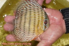 画像5: 【30周年記念セール対象個体】【ワイルドディスカス】【通販】ヤムンダロイヤル　ヤングスター【個体販売】11-12cm（生体）ヤムンダ産 (5)