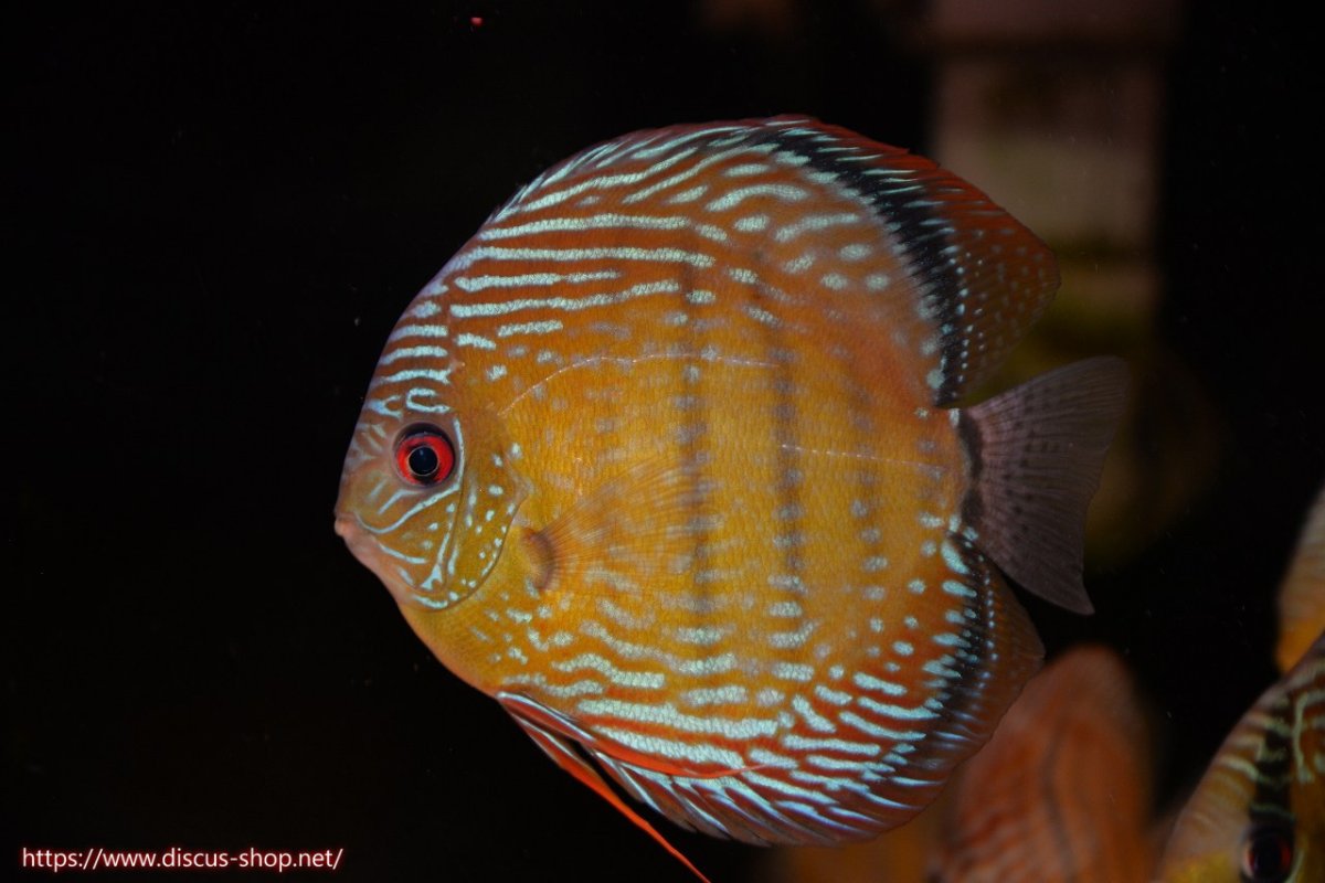 画像1: 【30周年記念セール対象個体】【ワイルドディスカス】【通販】ヤムンダロイヤル　ヤングスター【個体販売】11-12cm（生体）ヤムンダ産 (1)