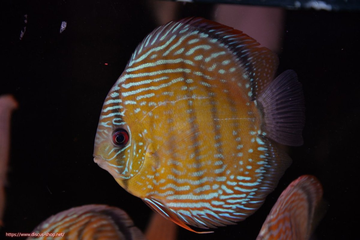 画像2: 【30周年記念セール対象個体】【ワイルドディスカス】【通販】ヤムンダロイヤル　ヤングスター【個体販売】11-12cm（生体）ヤムンダ産 (2)