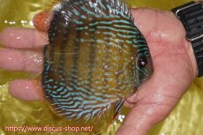 画像2: 【ワイルドディスカス】【通販】ヤムンダロイヤル　ヤングスター【個体販売】11-12cm（生体）ヤムンダ産 (2)