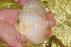 画像1: 【ワイルドディスカス】【通販】ヤムンダロイヤル　ヤングスター【個体販売】11-12cm（生体）ヤムンダ産 (1)