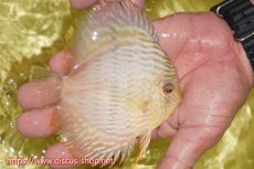 画像2: 【ワイルドディスカス】【通販】ヤムンダロイヤル　ヤングスター【個体販売】11-12cm（生体）ヤムンダ産 (2)