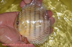 画像1: 【ワイルドディスカス】【通販】ヤムンダロイヤル　ヤングスター【個体販売】11-12cm（生体）ヤムンダ産 (1)