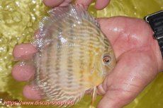 画像3: 【30周年記念セール対象個体】【ワイルドディスカス】【通販】ヤムンダロイヤル　ヤングスター【個体販売】11-12cm（生体）ヤムンダ産 (3)