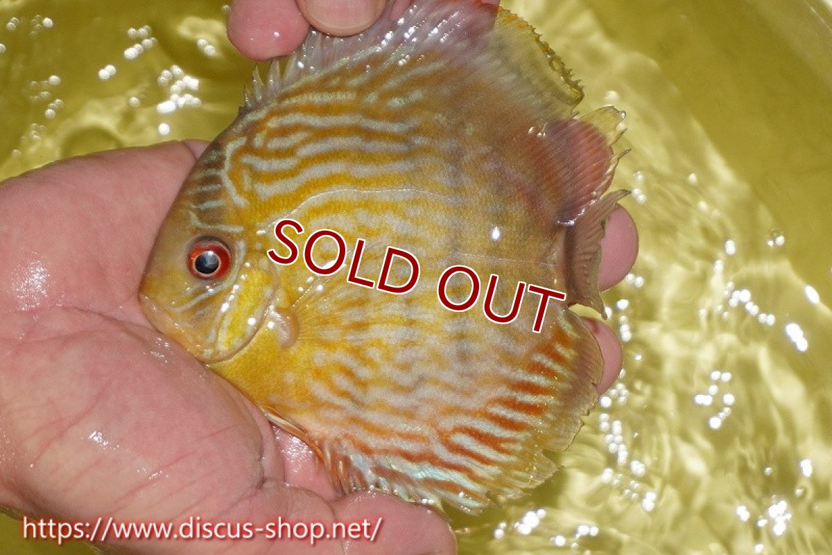 画像1: 【ワイルドディスカス】【通販】ヤムンダロイヤル　ヤングスター【個体販売】11-12cm（生体）ヤムンダ産 (1)