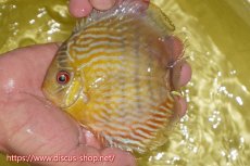 画像1: 【ワイルドディスカス】【通販】ヤムンダロイヤル　ヤングスター【個体販売】11-12cm（生体）ヤムンダ産 (1)