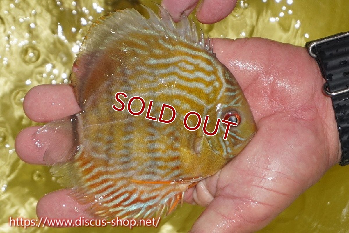 画像2: 【ワイルドディスカス】【通販】ヤムンダロイヤル　ヤングスター【個体販売】11-12cm（生体）ヤムンダ産 (2)