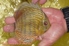 画像2: 【ワイルドディスカス】【通販】ヤムンダロイヤル　ヤングスター【個体販売】11-12cm（生体）ヤムンダ産 (2)