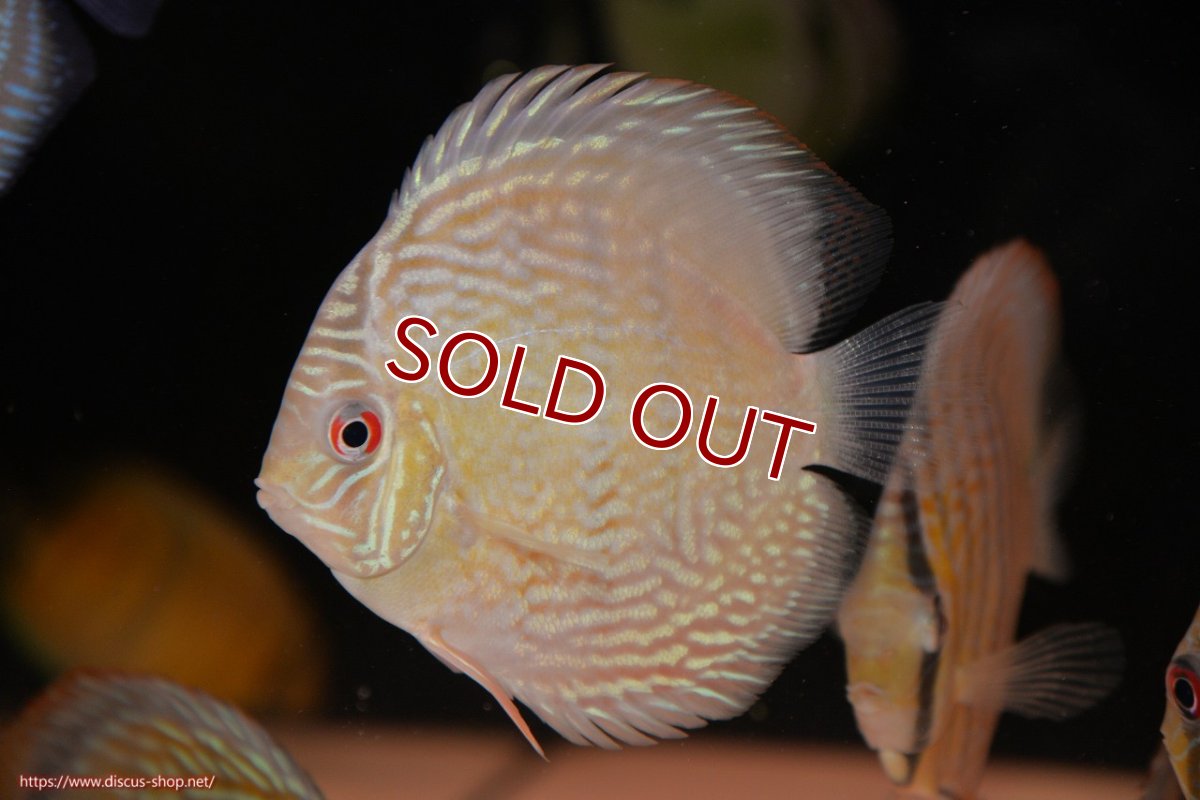 画像1: 【ワイルドディスカス】【通販】ヤムンダロイヤル　ヤングスター【個体販売】11-12cm（生体）ヤムンダ産 (1)