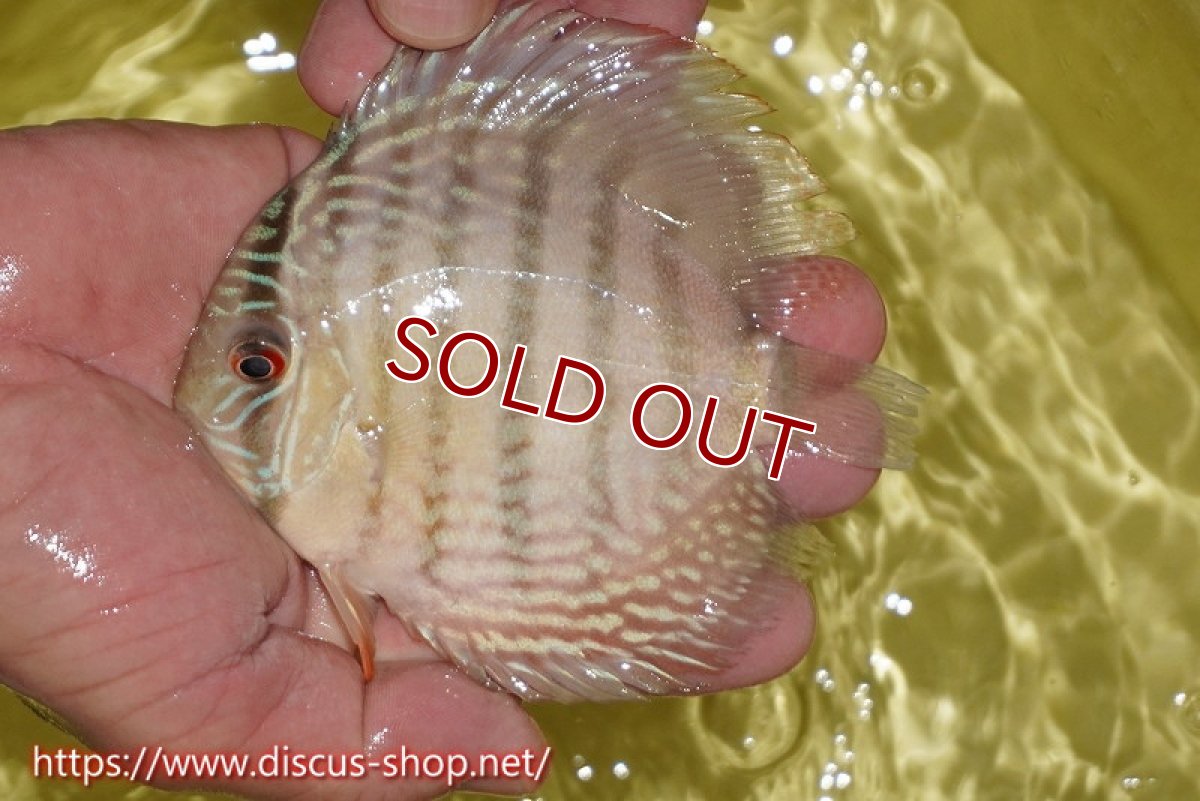 画像2: 【ワイルドディスカス】【通販】ヤムンダロイヤル　ヤングスター【個体販売】11-12cm（生体）ヤムンダ産 (2)