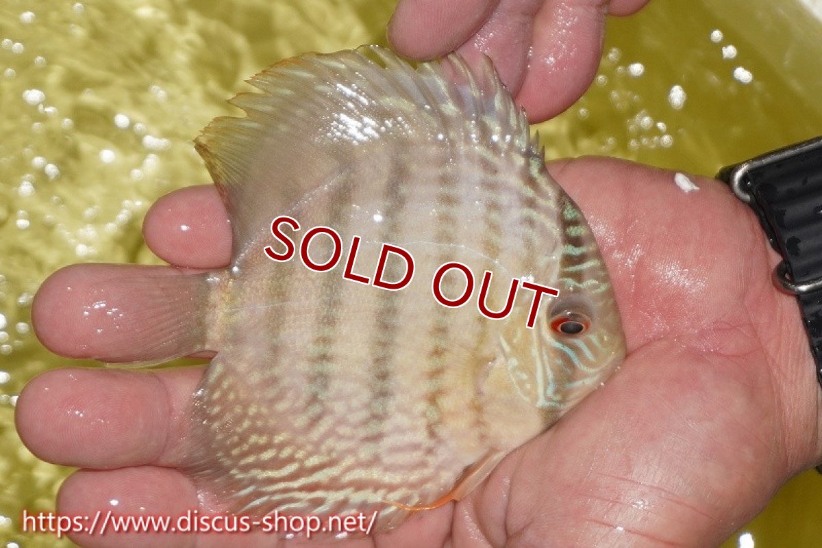 画像3: 【ワイルドディスカス】【通販】ヤムンダロイヤル　ヤングスター【個体販売】11-12cm（生体）ヤムンダ産 (3)