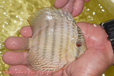 画像3: 【ワイルドディスカス】【通販】ヤムンダロイヤル　ヤングスター【個体販売】11-12cm（生体）ヤムンダ産 (3)