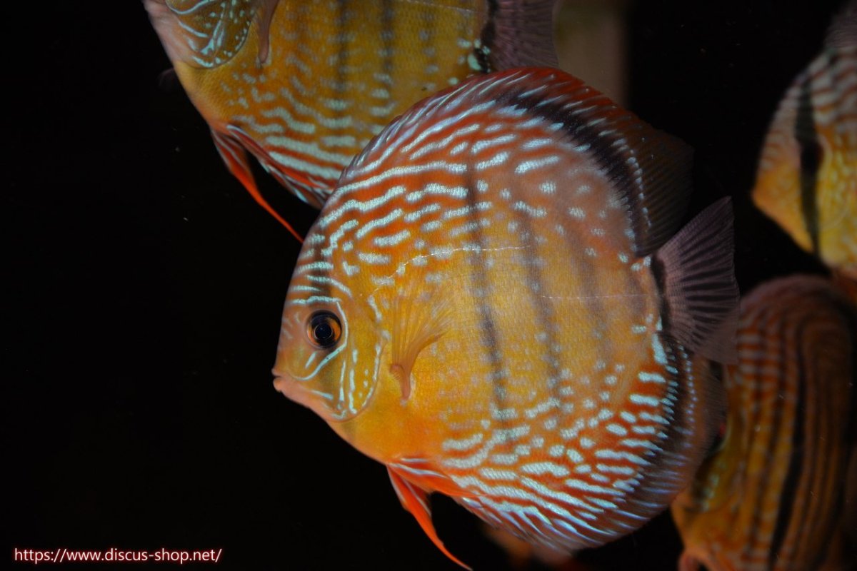 画像1: 【30周年記念セール対象個体】【ワイルドディスカス】【通販】ヤムンダロイヤル　ヤングスター（オレンジ目）【個体販売】11-12cm（生体）ヤムンダ産 (1)