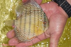 画像2: 【ワイルドディスカス】【通販】ヤムンダロイヤル　ヤングスター【個体販売】11-12cm（生体）ヤムンダ産 (2)