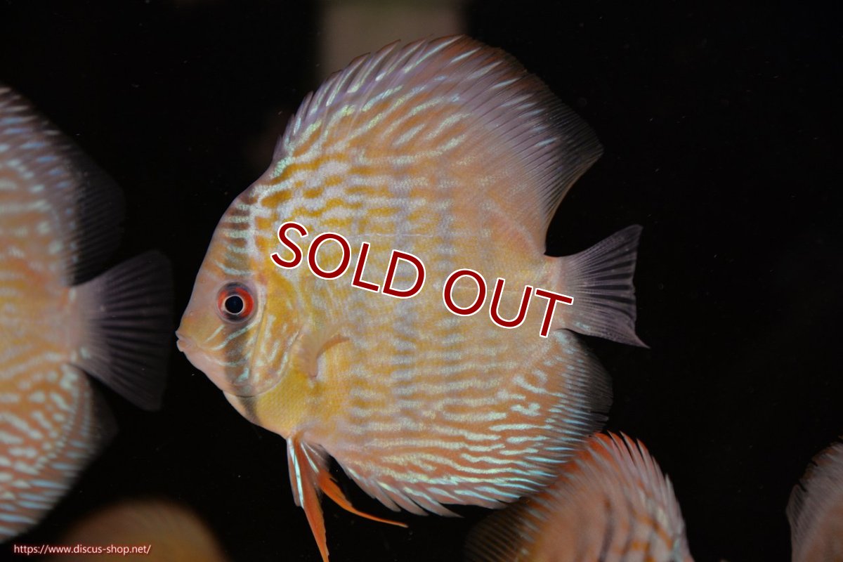 画像1: 【ワイルドディスカス】【通販】ヤムンダロイヤル　ヤングスター【個体販売】11-12cm（生体）ヤムンダ産 (1)