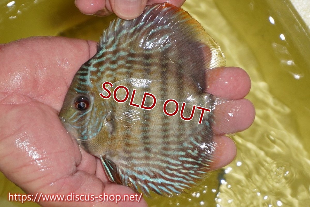 画像2: 【ワイルドディスカス】【通販】ヤムンダロイヤル　ヤングスター【個体販売】11-12cm（生体）ヤムンダ産 (2)