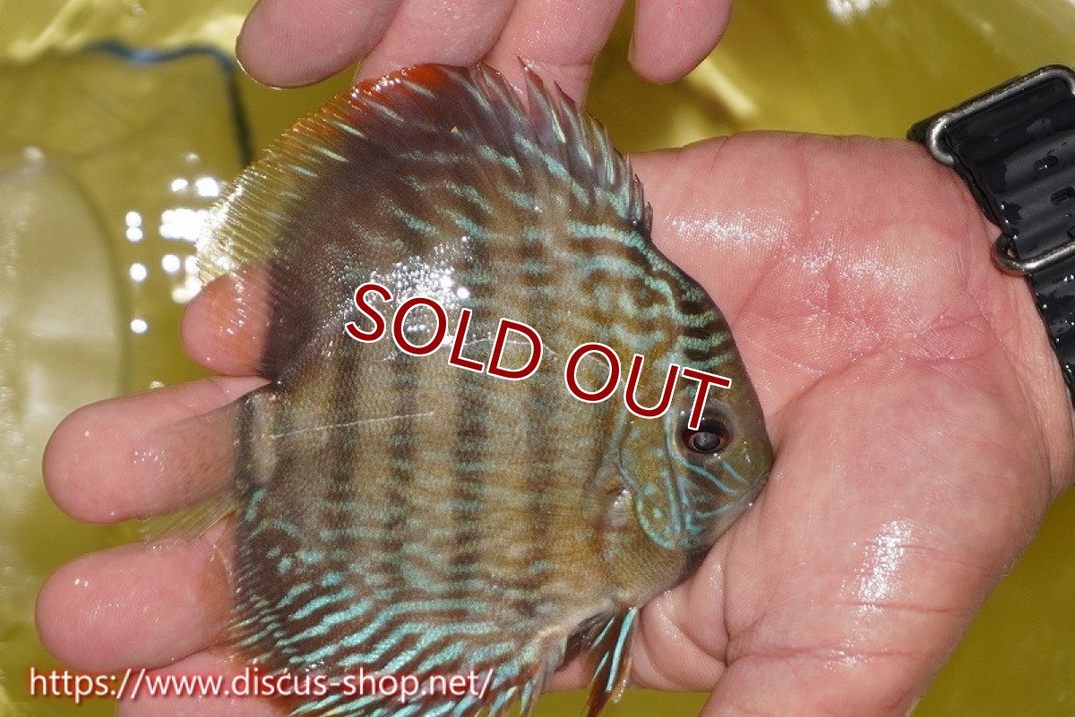 画像3: 【ワイルドディスカス】【通販】ヤムンダロイヤル　ヤングスター【個体販売】11-12cm（生体）ヤムンダ産 (3)