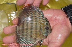 画像3: 【ワイルドディスカス】【通販】ヤムンダロイヤル　ヤングスター【個体販売】11-12cm（生体）ヤムンダ産 (3)