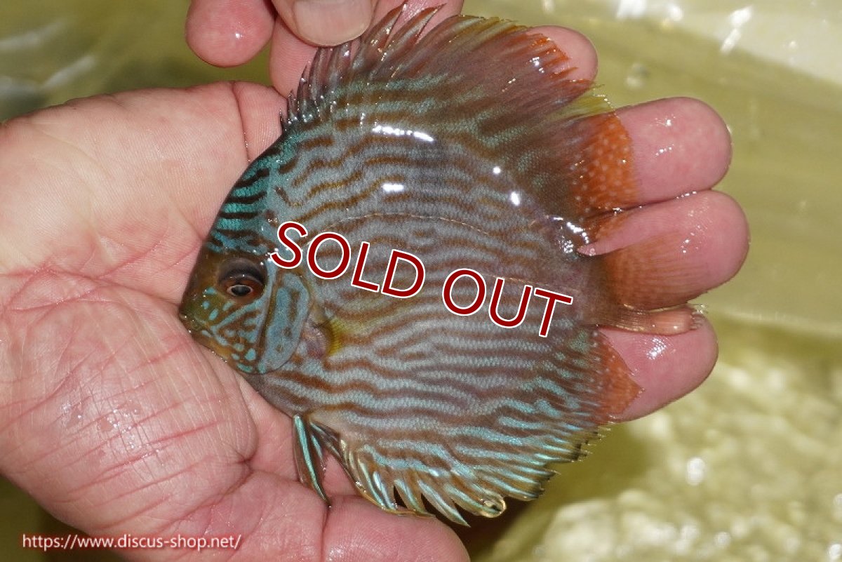 画像1: 【ワイルドディスカス】【通販】【ワイルド屈指のブルー発色】リオネグロブルーフェイスヘッケル【個体販売】11-12cm（生体）リオネグロ産 (1)