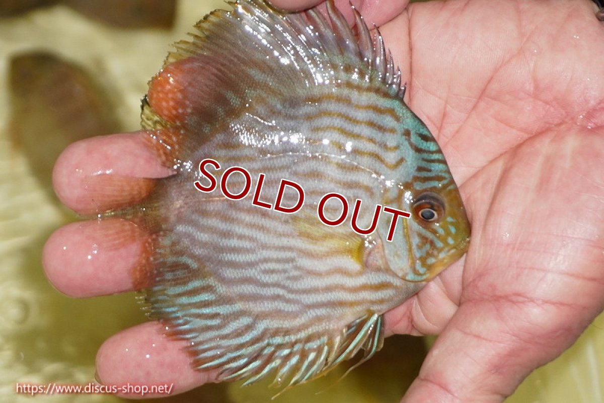 画像2: 【ワイルドディスカス】【通販】【ワイルド屈指のブルー発色】リオネグロブルーフェイスヘッケル【個体販売】11-12cm（生体）リオネグロ産 (2)