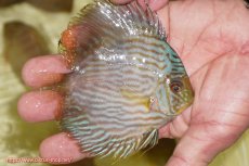 画像2: 【ワイルドディスカス】【通販】【ワイルド屈指のブルー発色】リオネグロブルーフェイスヘッケル【個体販売】11-12cm（生体）リオネグロ産 (2)