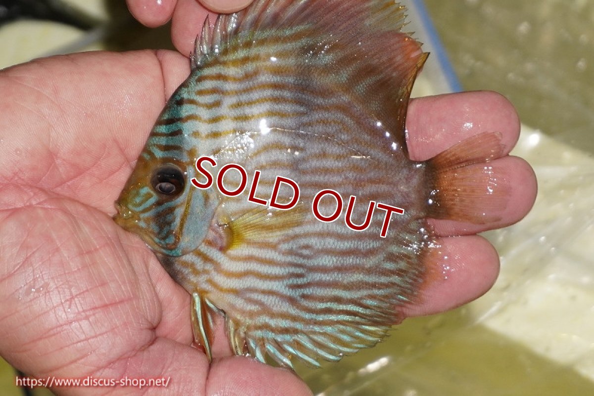 画像1: 【ワイルドディスカス】【通販】【ワイルド屈指のブルー発色】リオネグロブルーフェイスヘッケル【個体販売】11-12cm（生体）リオネグロ産 (1)