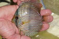 画像1: 【ワイルドディスカス】【通販】【ワイルド屈指のブルー発色】リオネグロブルーフェイスヘッケル【個体販売】11-12cm（生体）リオネグロ産 (1)