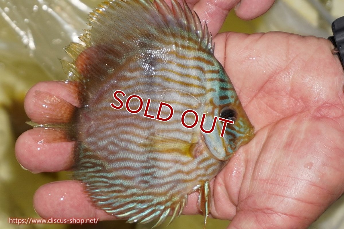 画像2: 【ワイルドディスカス】【通販】【ワイルド屈指のブルー発色】リオネグロブルーフェイスヘッケル【個体販売】11-12cm（生体）リオネグロ産 (2)
