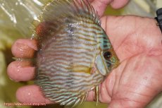 画像2: 【ワイルドディスカス】【通販】【ワイルド屈指のブルー発色】リオネグロブルーフェイスヘッケル【個体販売】11-12cm（生体）リオネグロ産 (2)