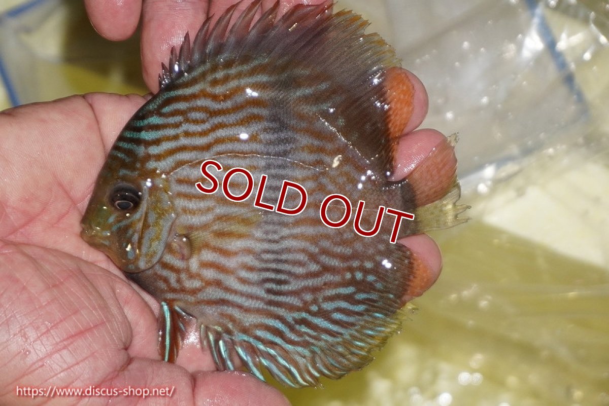 画像1: 【ワイルドディスカス】【通販】【ワイルド屈指のブルー発色】リオネグロブルーフェイスヘッケル【個体販売】11-12cm（生体）リオネグロ産 (1)