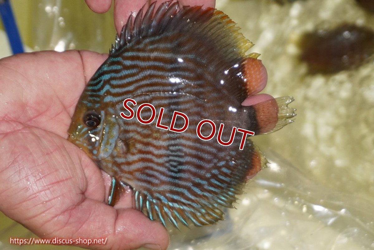 画像1: 【ワイルドディスカス】【通販】【ワイルド屈指のブルー発色】リオネグロブルーフェイスヘッケル【個体販売】11-12cm（生体）リオネグロ産 (1)