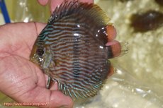 画像1: 【ワイルドディスカス】【通販】【ワイルド屈指のブルー発色】リオネグロブルーフェイスヘッケル【個体販売】11-12cm（生体）リオネグロ産 (1)