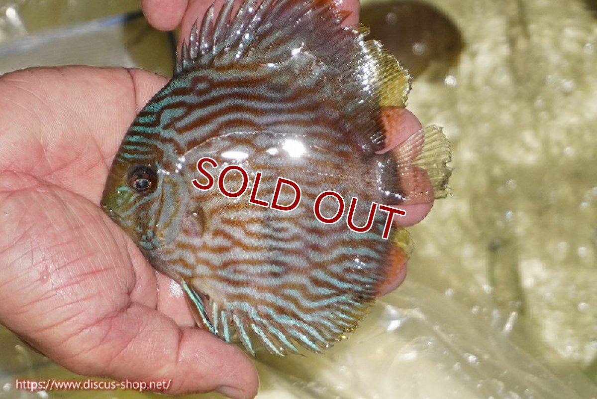 画像1: 【ワイルドディスカス】【通販】【ワイルド屈指のブルー発色】リオネグロブルーフェイスヘッケル【個体販売】11-12cm（生体）リオネグロ産 (1)