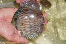 画像1: 【ワイルドディスカス】【通販】【ワイルド屈指のブルー発色】リオネグロブルーフェイスヘッケル【個体販売】11-12cm（生体）リオネグロ産 (1)