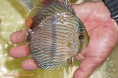 画像2: 【ワイルドディスカス】【通販】【ワイルド屈指のブルー発色】リオネグロブルーフェイスヘッケル【個体販売】11-12cm（生体）リオネグロ産 (2)