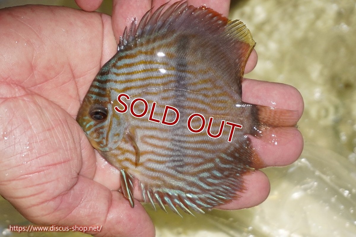 画像1: 【ワイルドディスカス】【通販】【ワイルド屈指のブルー発色】リオネグロブルーフェイスヘッケル【個体販売】11-12cm（生体）リオネグロ産 (1)