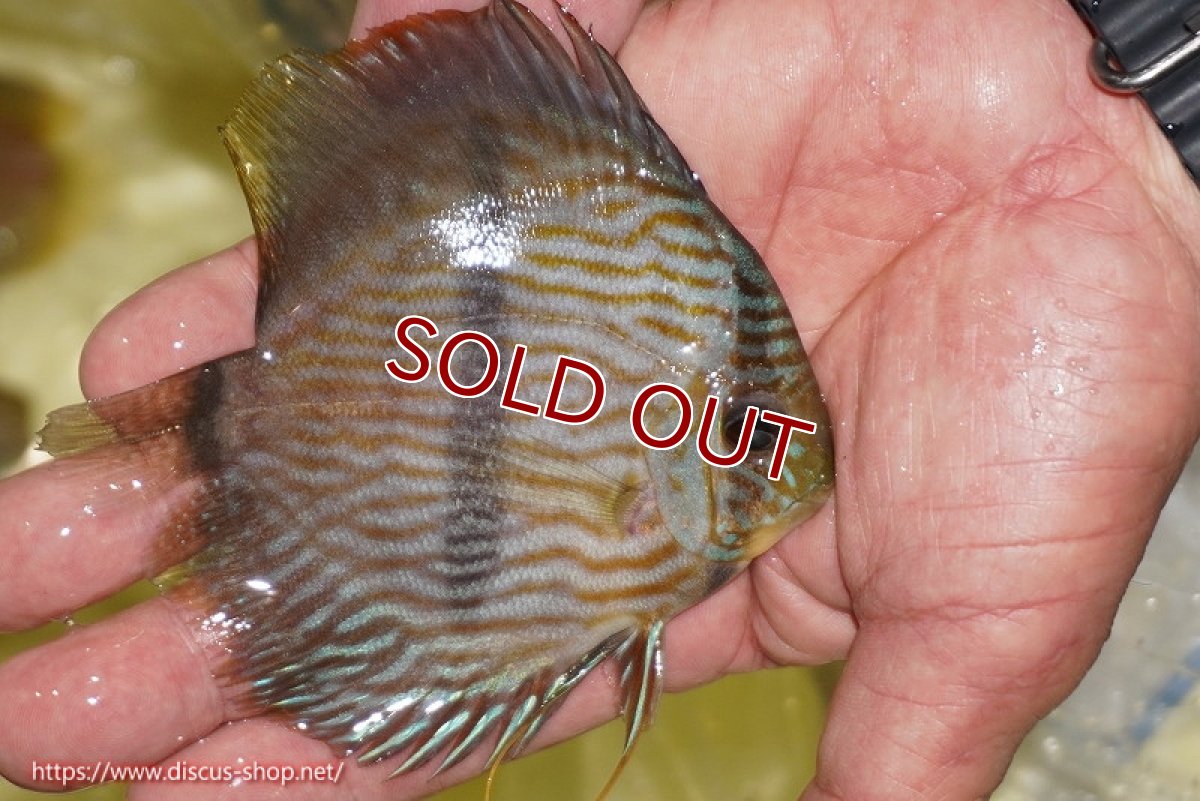 画像2: 【ワイルドディスカス】【通販】【ワイルド屈指のブルー発色】リオネグロブルーフェイスヘッケル【個体販売】11-12cm（生体）リオネグロ産 (2)